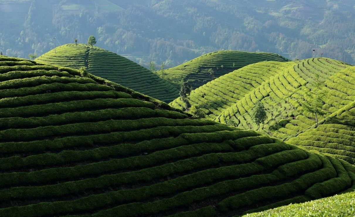 东山峰茶场 东山峰茶场
