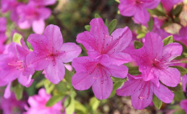 Azalea Azalea