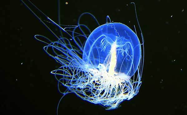 不死生物