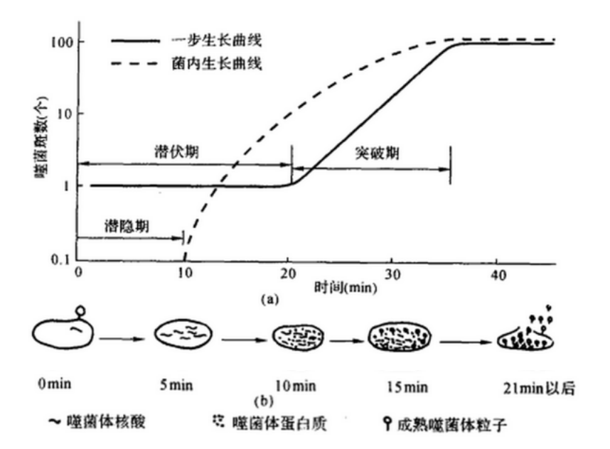 一步生长曲线