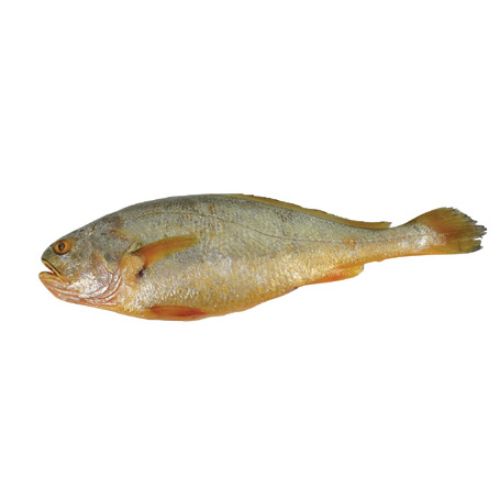 黄鱼 黄鱼