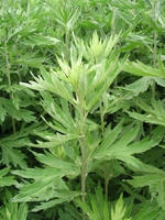 艾草团 艾草团