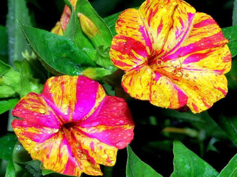 胭脂花 胭脂花