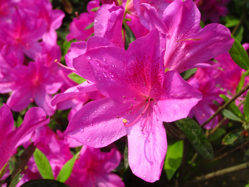 北方栽培杜鹃花