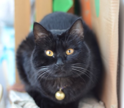 玄猫 玄猫