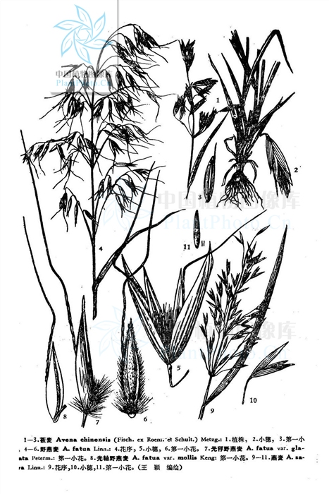 燕麦 燕麦
