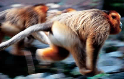 金丝猴 金丝猴