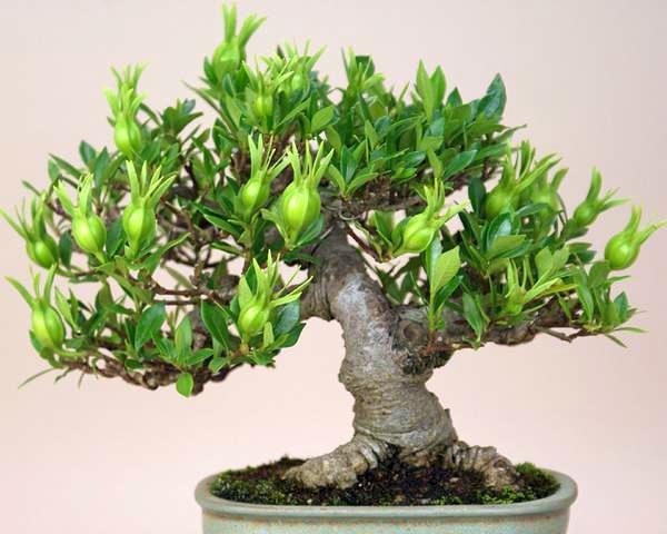 栀子花(林兰(栀子花的别名)) 栀子花(林兰(栀子花的别名))