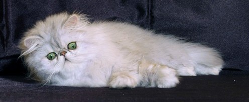 银色阴影金吉拉波斯猫 银色阴影金吉拉波斯猫