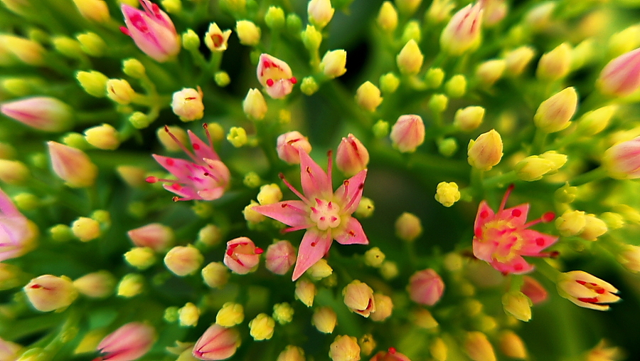 小花微籽