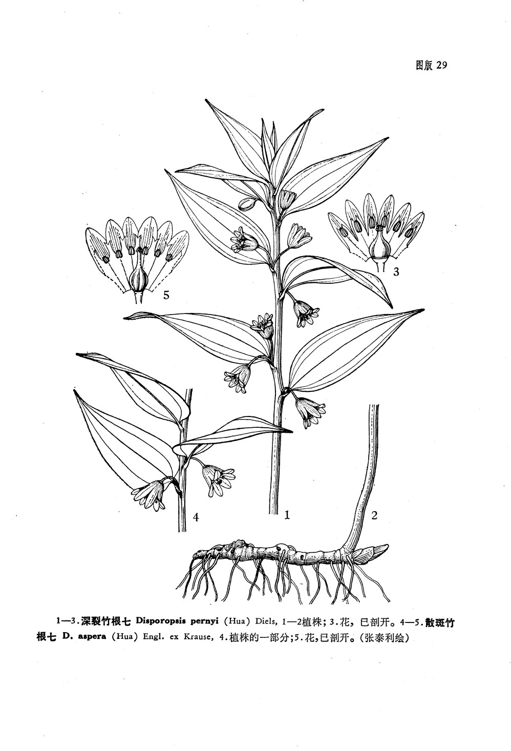 斑竹根(斑竹根)