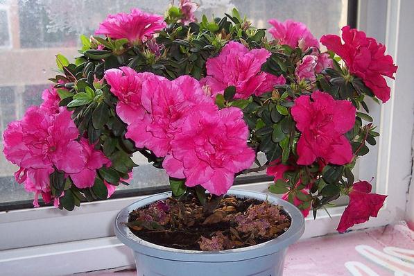 Azalea Azalea