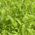 甜叶菊(中药)