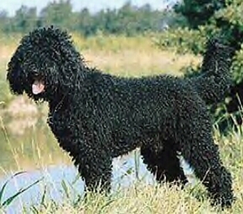 枪猎犬 枪猎犬