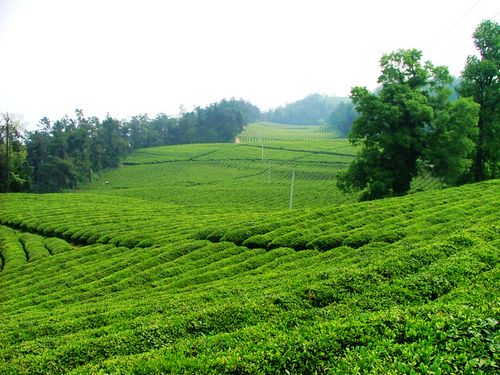 石门茶 有机茶园 石门茶 有机茶园