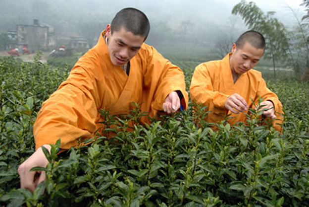 禅茶 禅茶