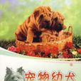 宠物幼犬培育