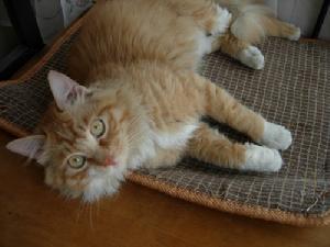 虎斑猫 虎斑猫
