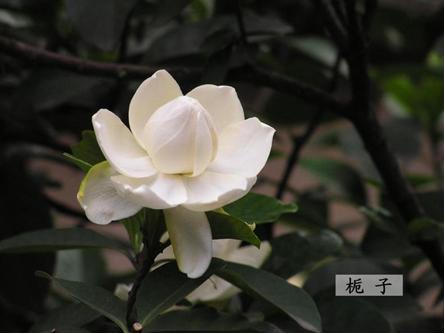 茜草科栀子 茜草科栀子