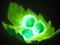 圣堂刺客(DOTA2英雄)
