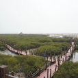 北海红树林