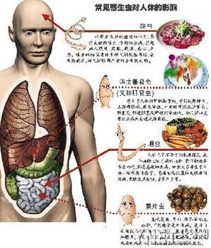 钩虫、蛔虫、鞭虫,肺吸 钩虫、蛔虫、鞭虫,肺吸