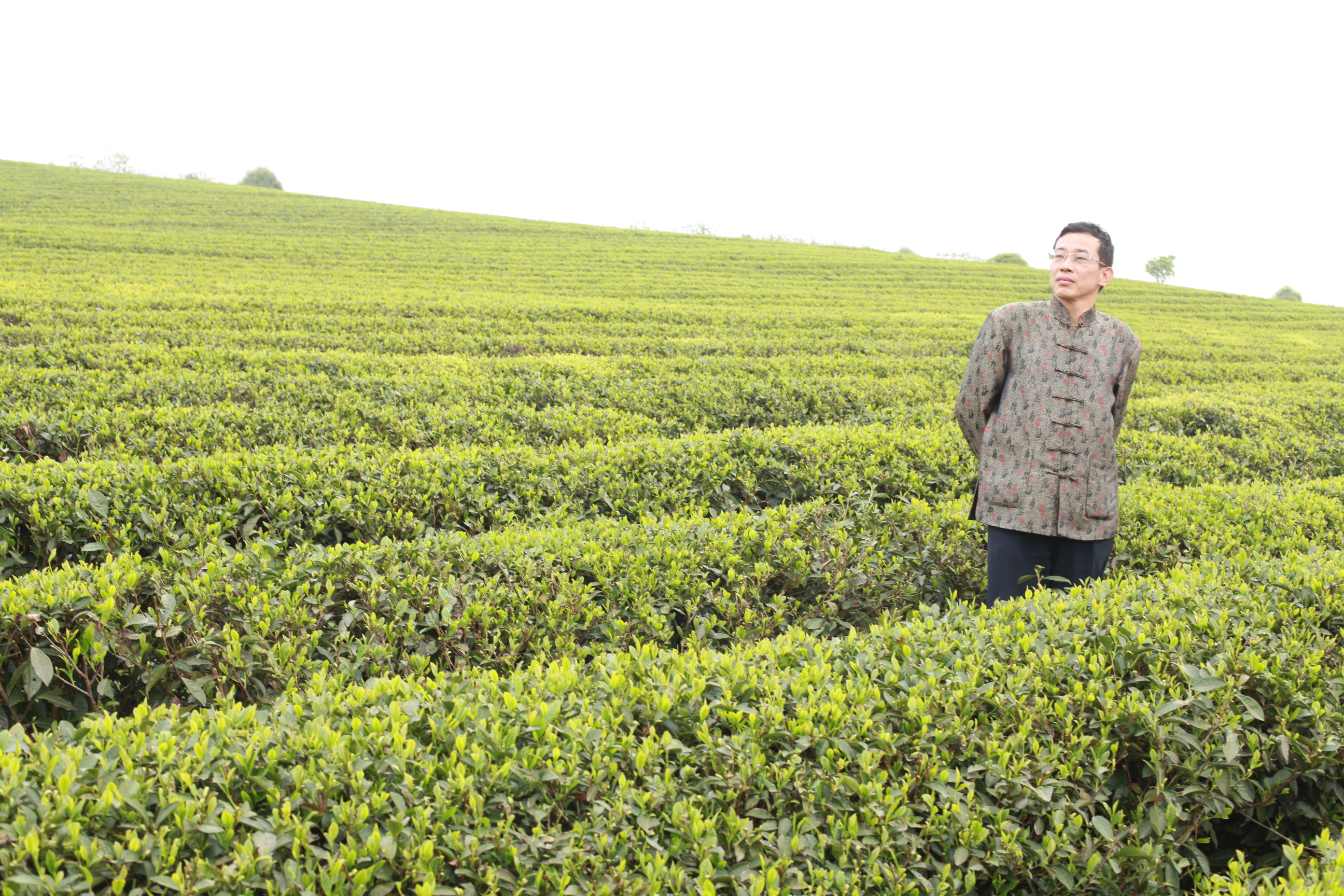 长沙县百里茶廊怡清源有机茶园基地 长沙县百里茶廊怡清源有机茶园基地
