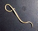 Ascaris lumbricoides,线虫的一种。 Ascaris lumbricoides,线虫的一种。
