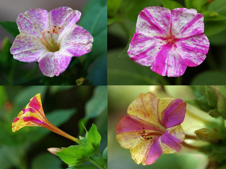 胭脂花(报春花目报春花科植物) 胭脂花(报春花目报春花科植物)
