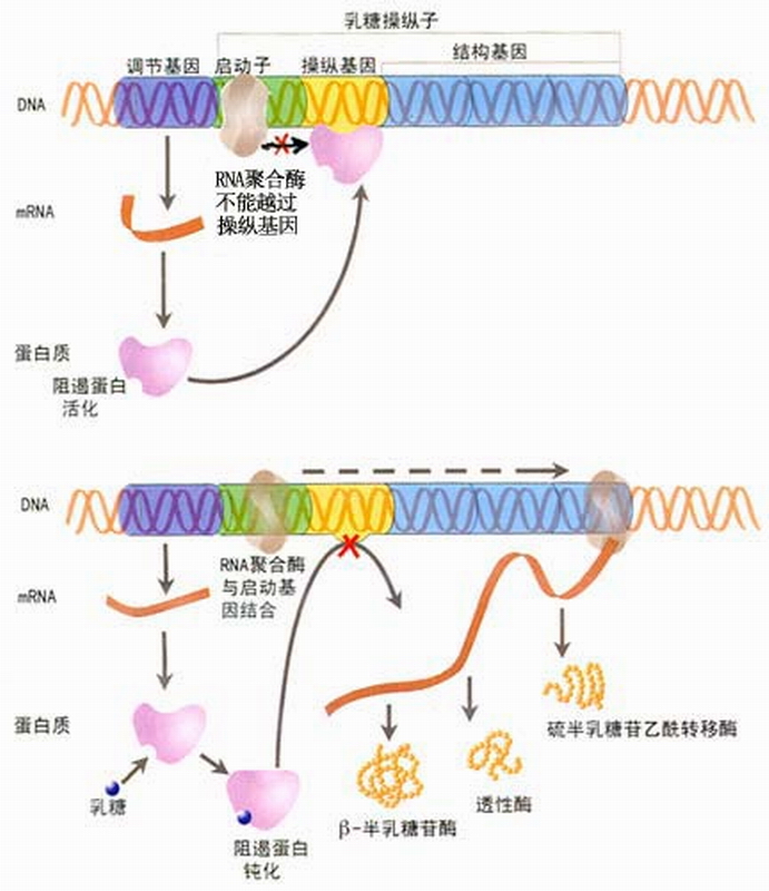 二次生长现象