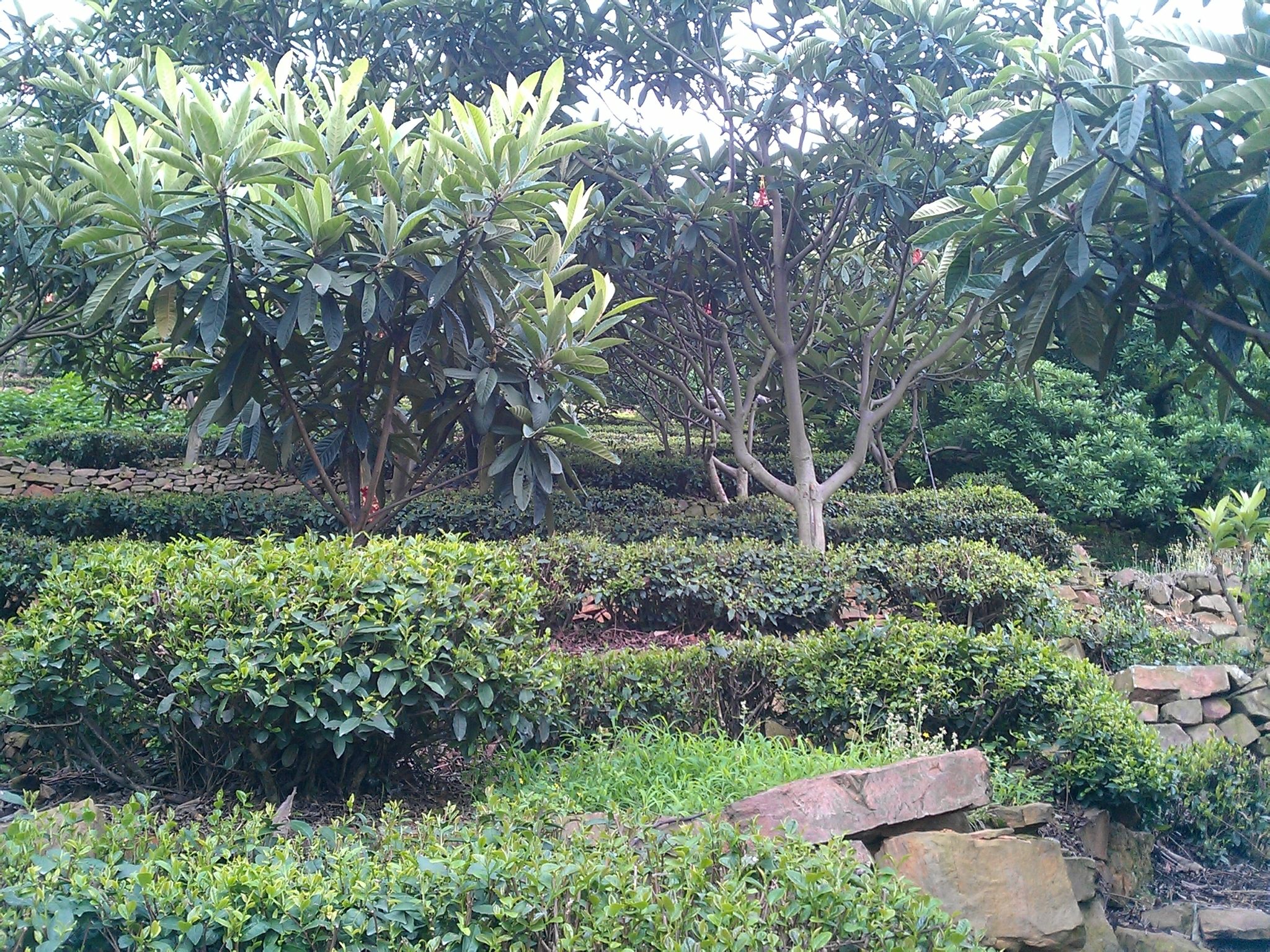 碧螺春茶树与枇杷树,桃树之类果树间种 碧螺春茶树与枇杷树,桃树之类果树间种