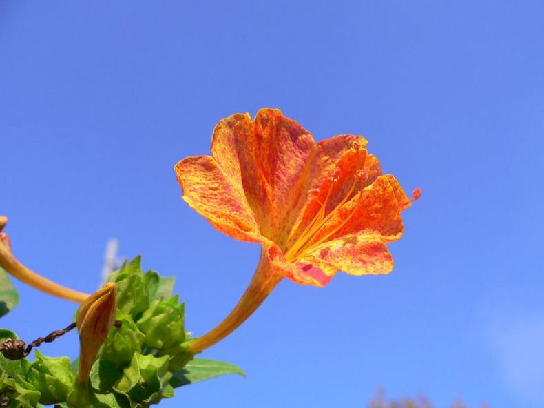 胭脂花(报春花目报春花科植物) 胭脂花(报春花目报春花科植物)