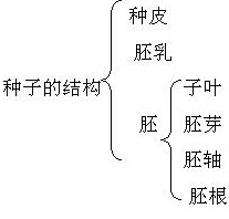 种子 种子