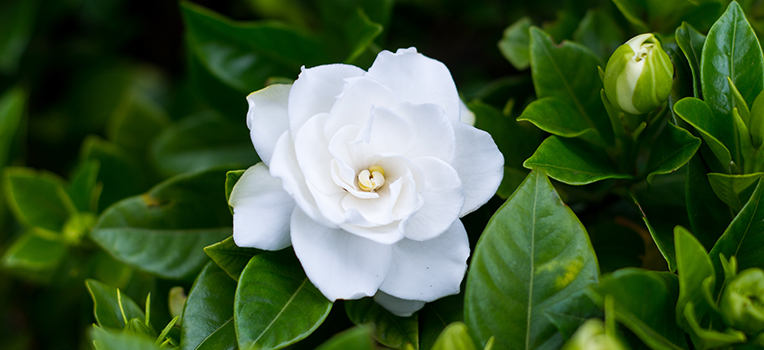 栀子花(林兰(栀子花的别名)) 栀子花(林兰(栀子花的别名))