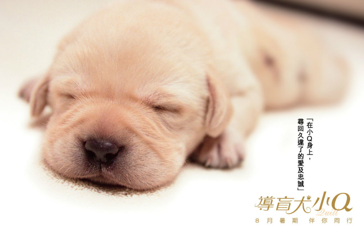 导盲犬小Q