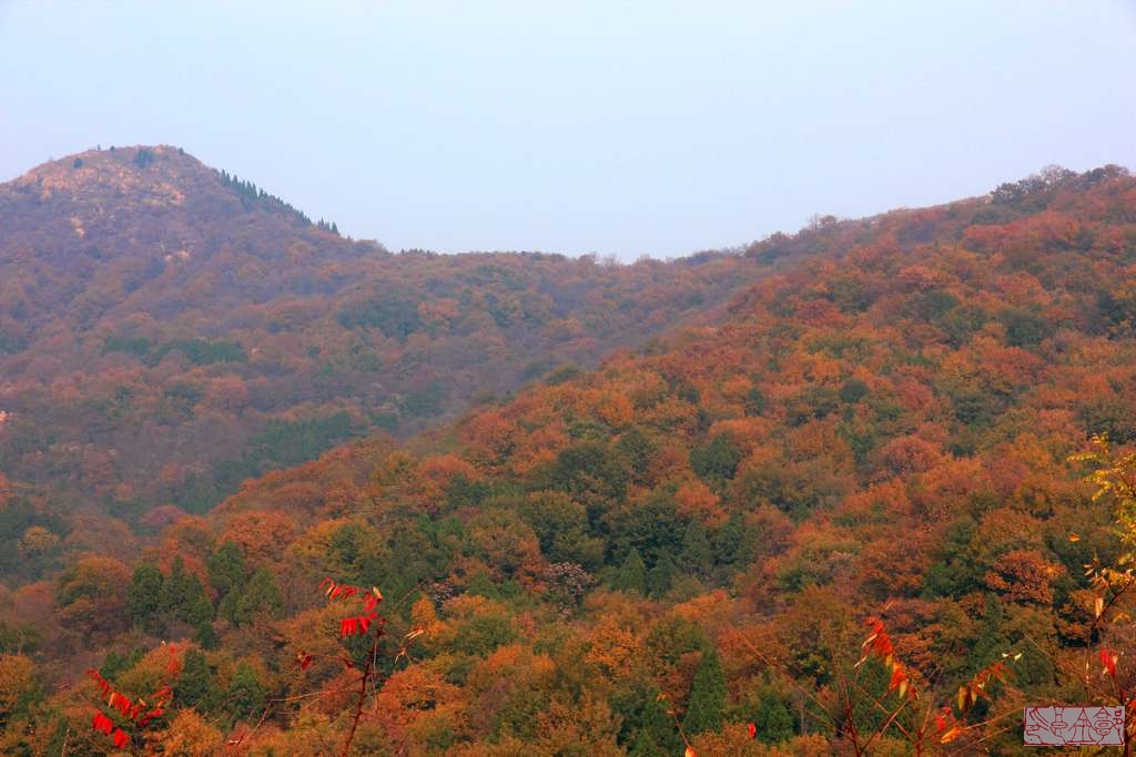 莲青山 莲青山