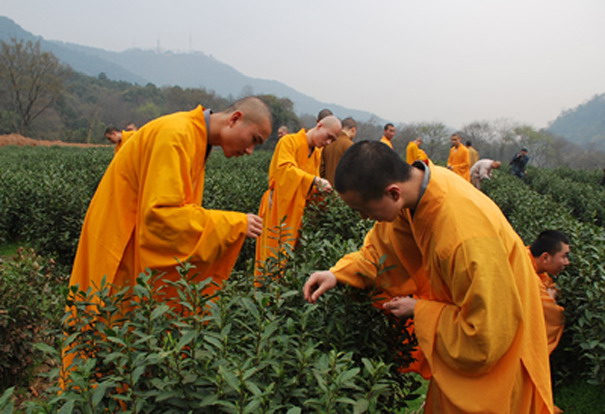 禅茶(图7) 禅茶(图7)