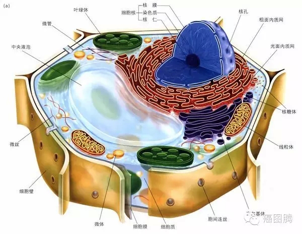 细胞学说