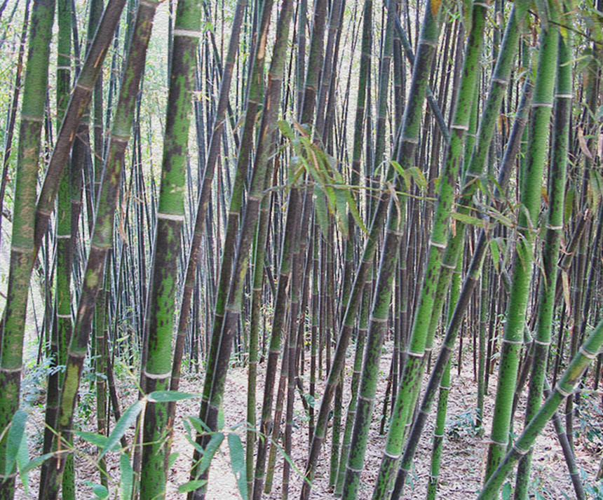 梅兰竹菊(文化象徵) 梅兰竹菊(文化象徵)