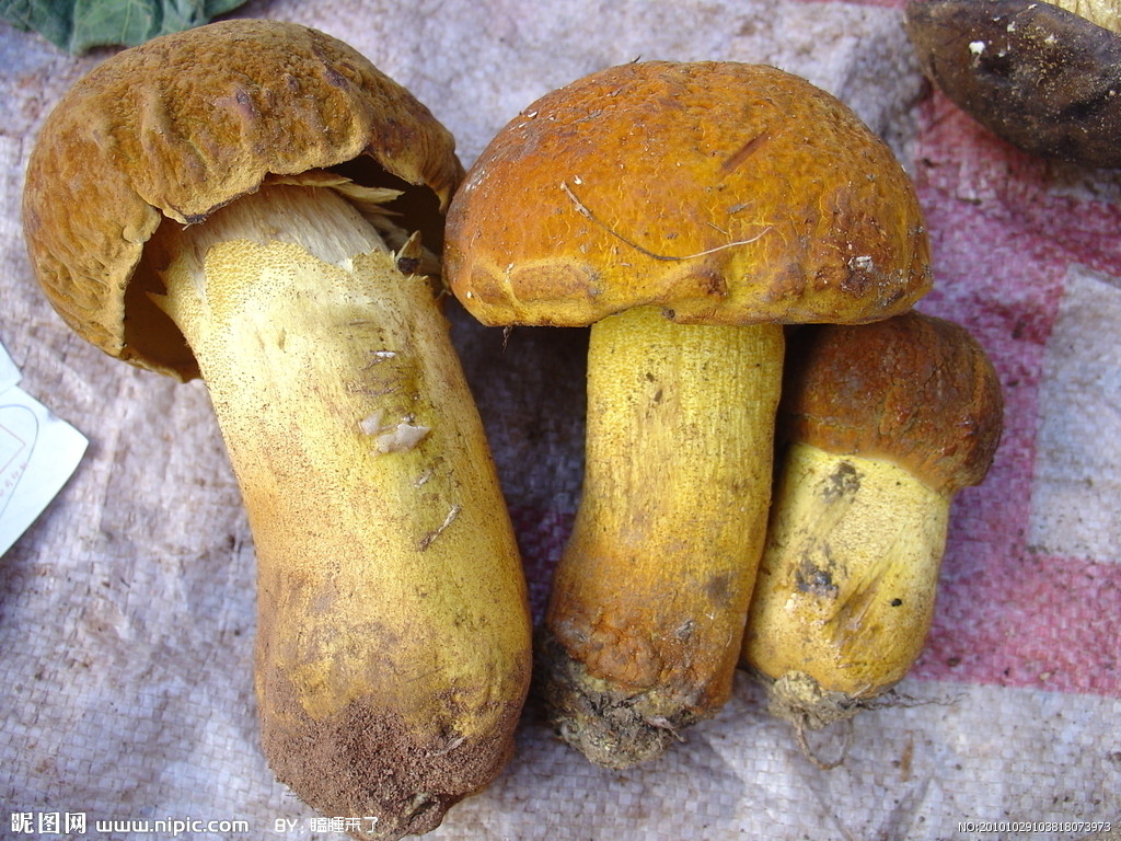 牛肝菌 牛肝菌