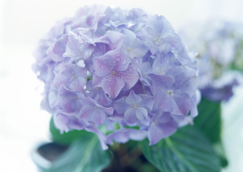 花的世界 花的世界
