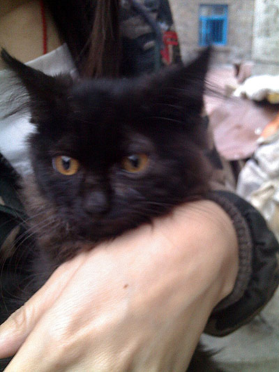 玄猫 玄猫