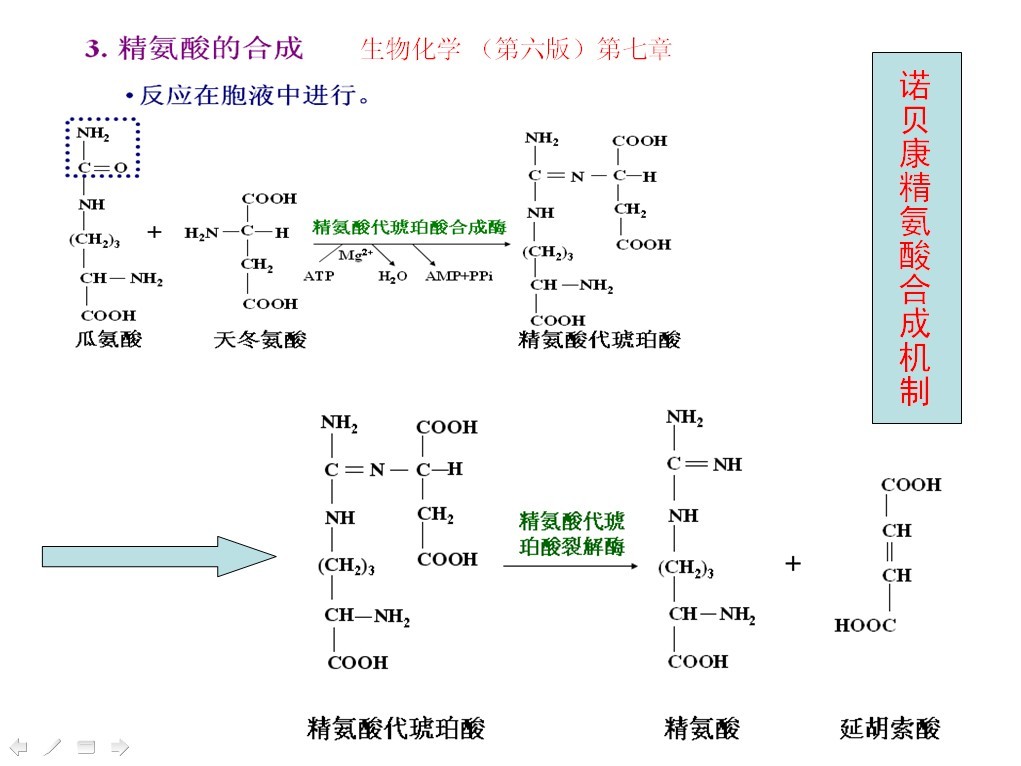 精氨酸转化机制 精氨酸转化机制