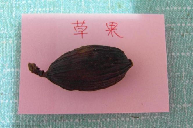 草果 草果