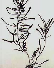 羊栖菜 羊栖菜