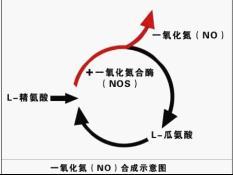 一氧化氮 一氧化氮
