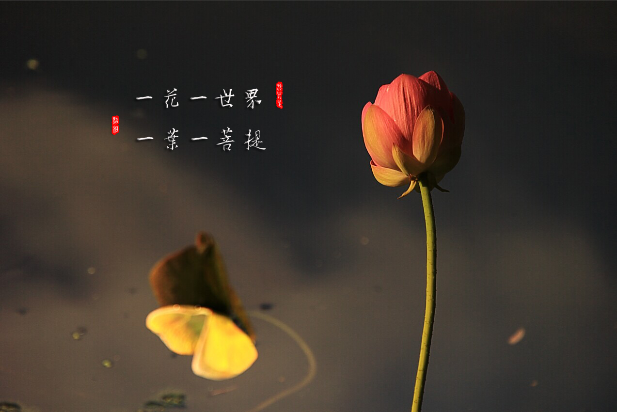 一花一世界(汉语短句)