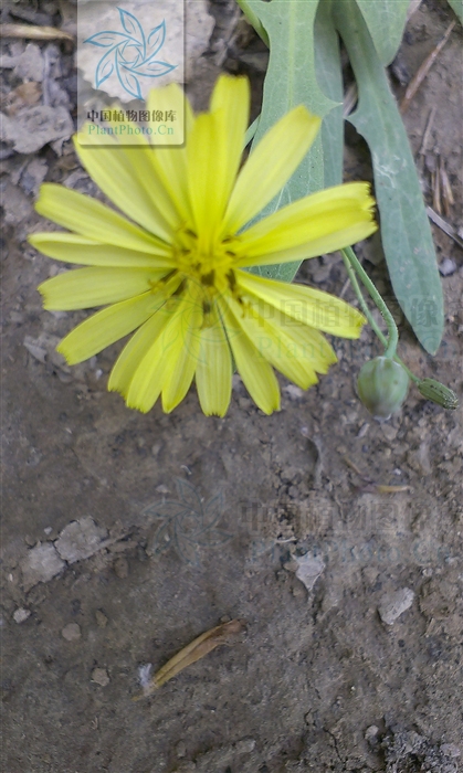 中华苦荬菜