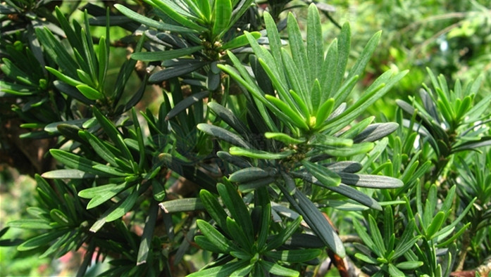 柱冠罗汉松