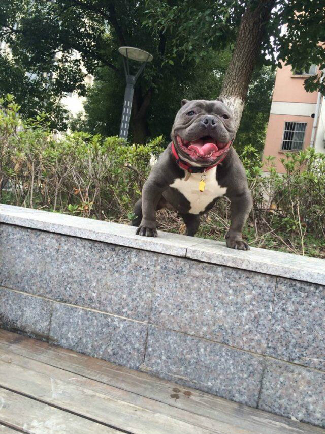 美国恶霸犬 美国恶霸犬